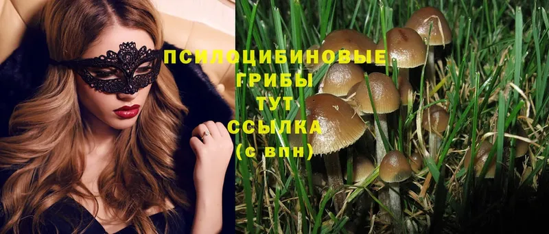 KRAKEN зеркало  Райчихинск  Галлюциногенные грибы Psilocybe 